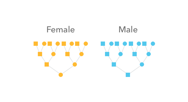 Who_passed_along_your_autosomal_DNA.png